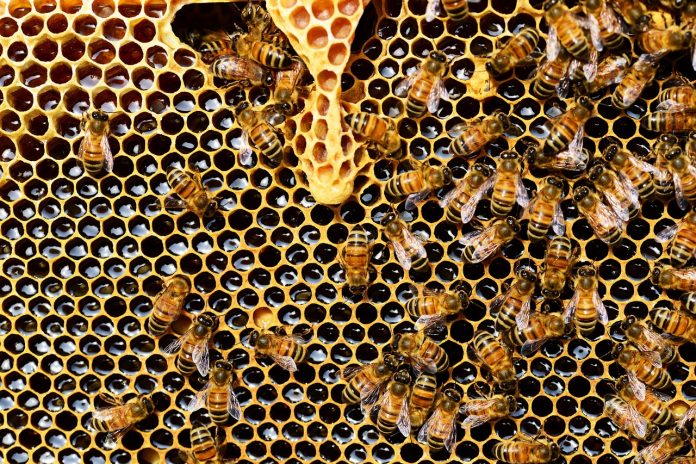 beehive beehive