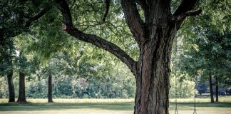 swing
