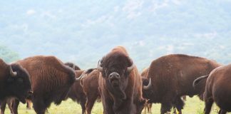 buffalo