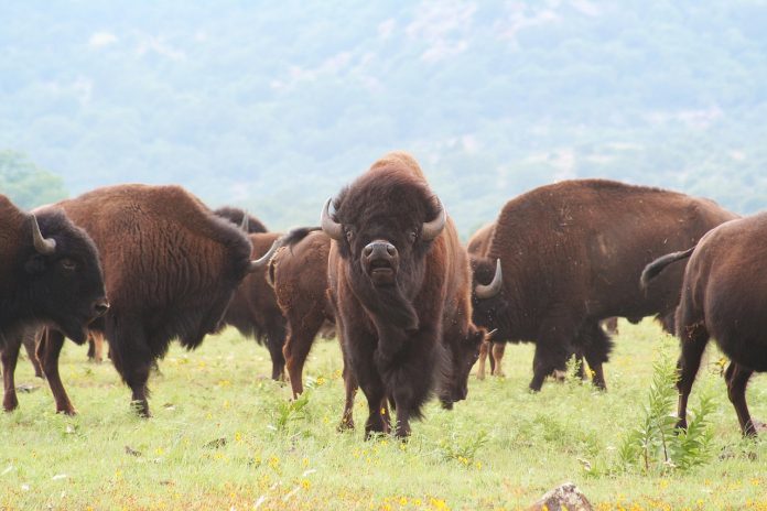 buffalo buffalo