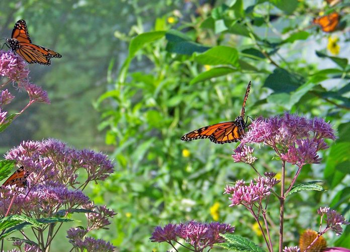 monarch butterflies feeding on milkweed monarch butterflies feeding on milkweed