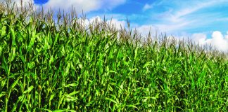corn-field-blue-sky