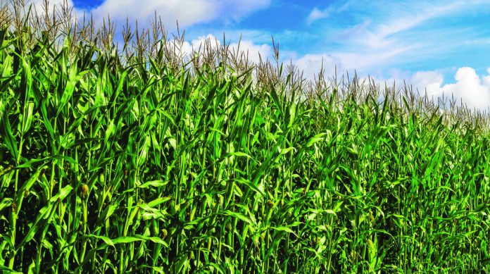 corn-field-blue-sky corn-field-blue-sky