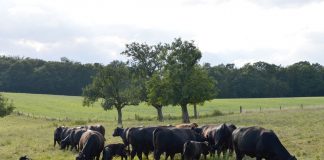 angus beef cattle