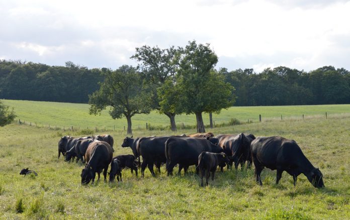 angus beef cattle angus beef cattle