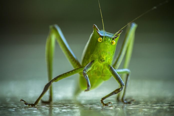 katydid katydid