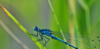 dragonfly