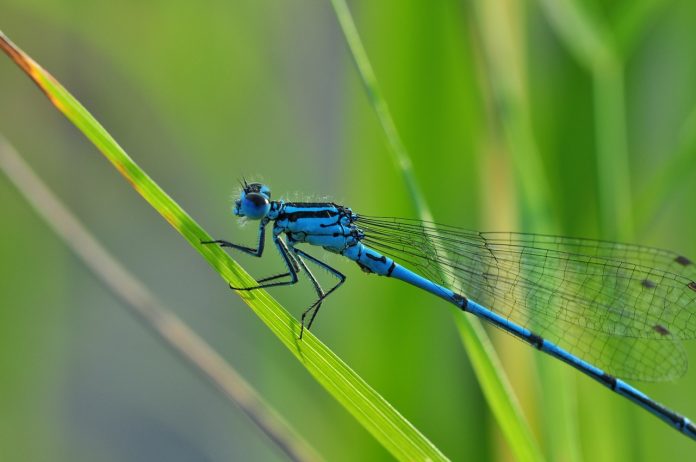 dragonfly dragonfly