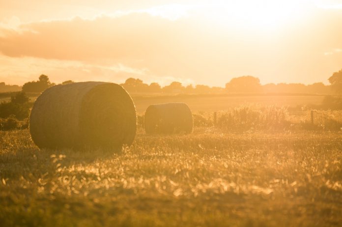 hay bales hay bales