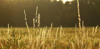 pasture