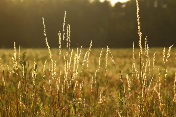 pasture pasture