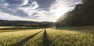 field