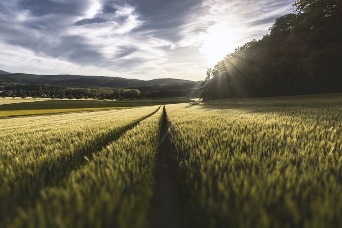 field field