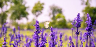 Purple Salvia