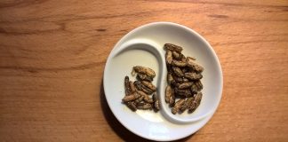 edible crickets