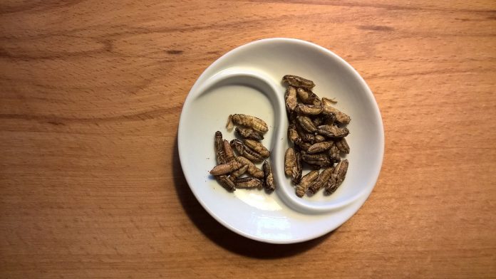 food-2499717_1280 edible crickets