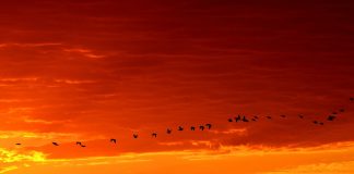 migrating birds