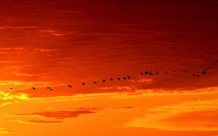 migrating birds migrating birds
