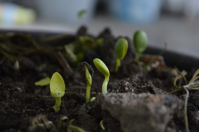 seedlings seedlings