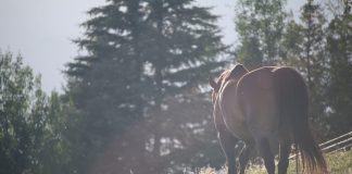 horse