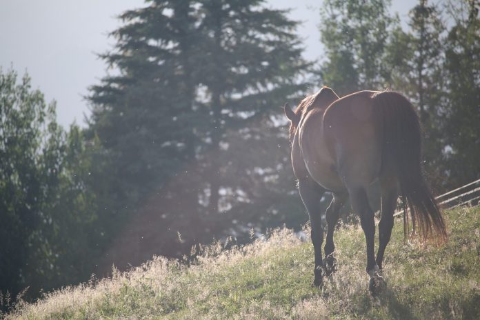 horse horse