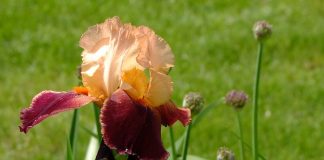 iris