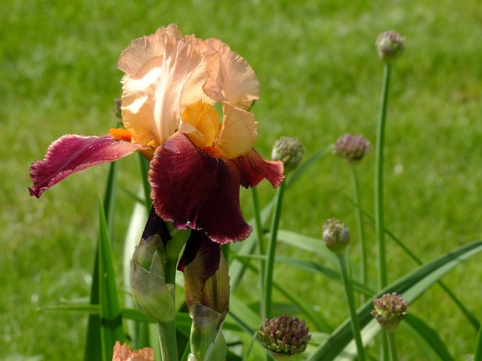 iris iris