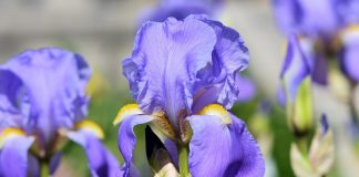 iris