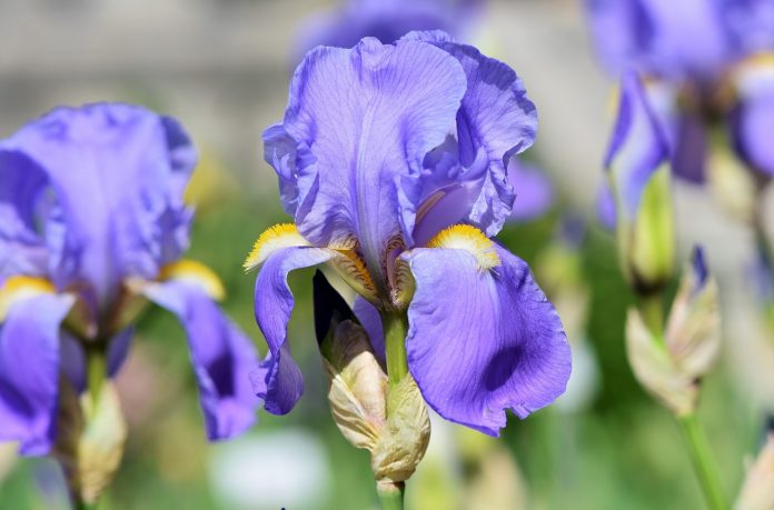 iris iris