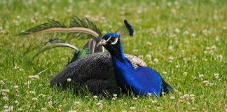 peacock
