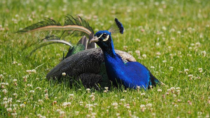 peacock peacock