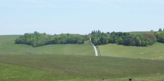 Belmont County cattle