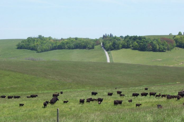 Belmont County cattle Belmont County cattle