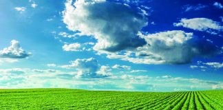 soybeans