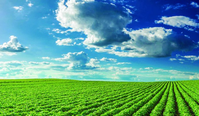soybeans soybeans