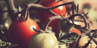 tomato