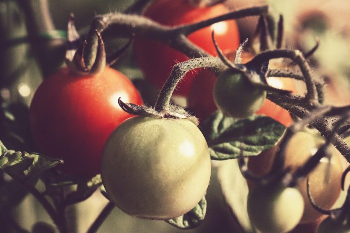 tomato tomato