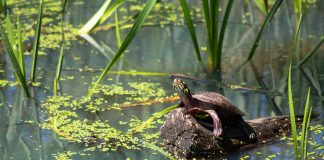 painted turtle