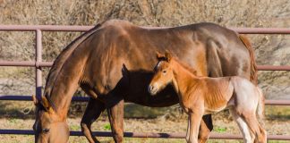 Foal