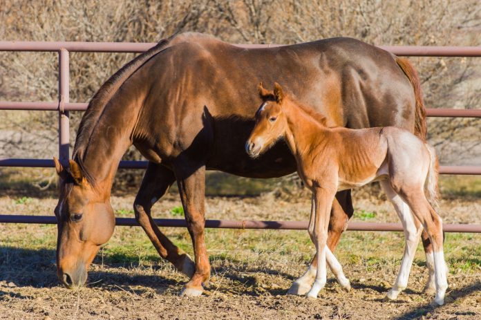 Foal Foal