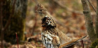 Ruffed Grouse