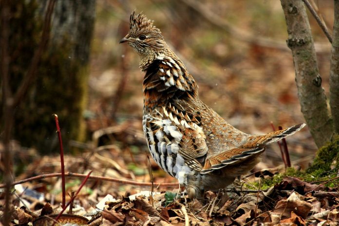 3447982213_8a38ccf488_b Ruffed Grouse
