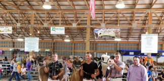 canfield dairy show