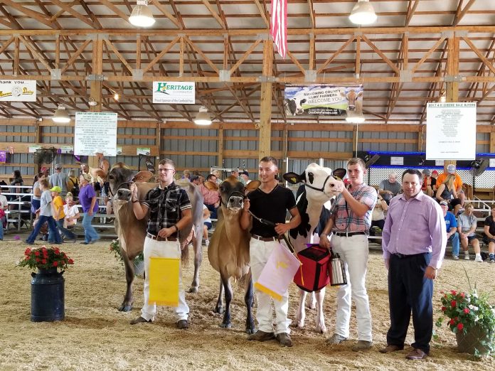 canfield dairy show canfield dairy show