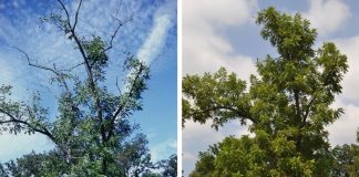 walnut TCD recovery