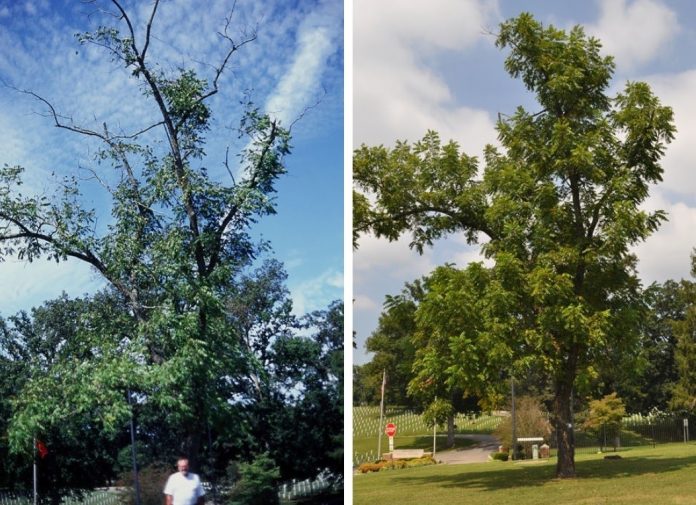 walnut TCD recovery walnut TCD recovery