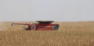 combine in corn field