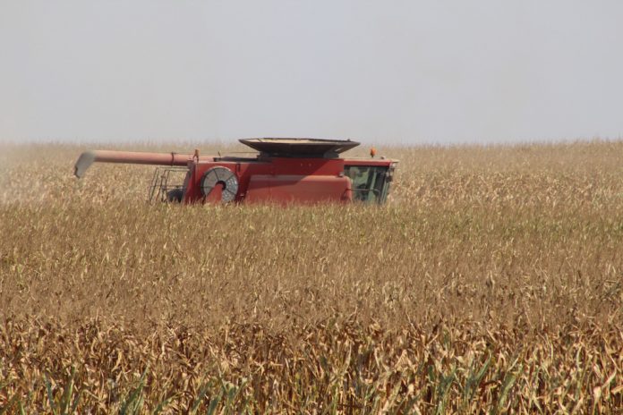 corn harvest combine in corn field