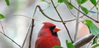 cardinal