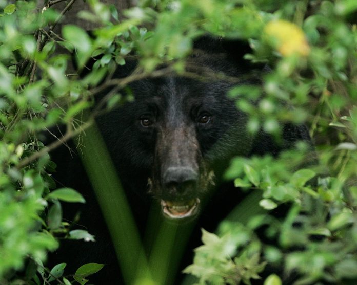 black bear black bear